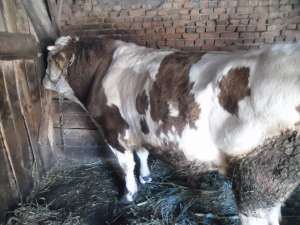 VIND TAUR DE TAIAT
