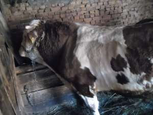 VIND TAUR DE TAIAT