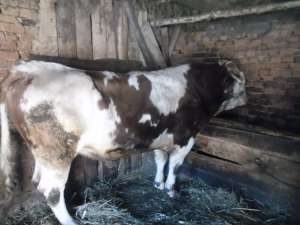 VIND TAUR DE TAIAT