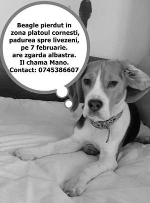 PIERDUT BEAGLE MASCUL