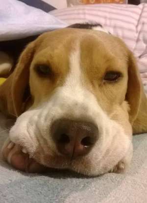 PIERDUT BEAGLE MASCUL