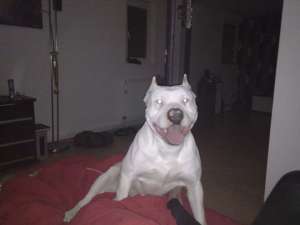 Caut femela amstaff pentru imperechere