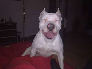 Caut femela amstaff pentru imperechere