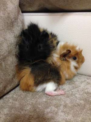 donez pereche porcusori de guineea