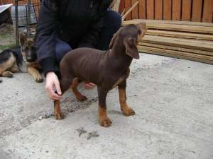 vand doberbman de 2 luni