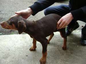 vand doberbman de 2 luni