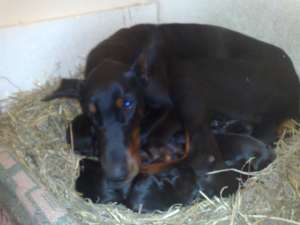 Vand catei  Dobermann