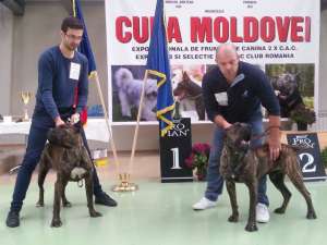 presa canario pedigree A+