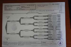presa canario pedigree A+