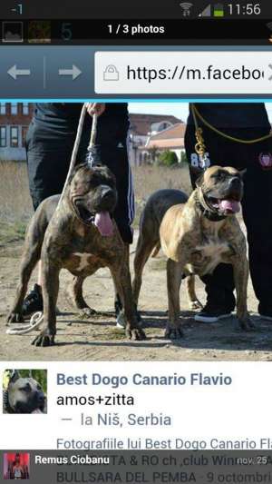 presa canario pedigree A+