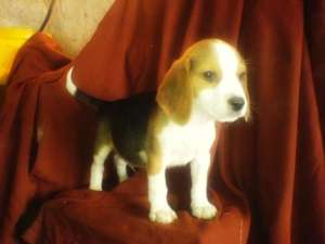 Beagle de vanzare