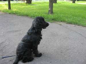 Pierdut mascul English Cocker Spaniel negru in Timisoara