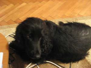 Pierdut mascul English Cocker Spaniel negru in Timisoara