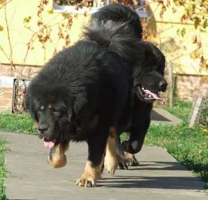 vand catei rasa mastiff tibetan