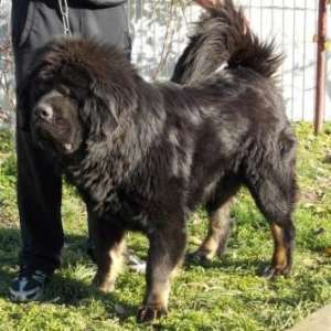 vand catei rasa mastiff tibetan