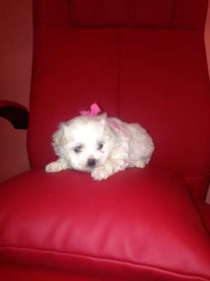 Bichon maltez