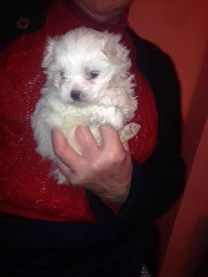 Bichon maltez