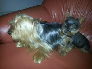 PUI YORKY PLATINATI,  8 SAPT