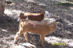 Cumpar vitei mici