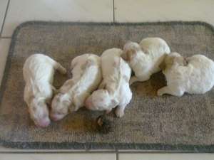 Vand 5 pui de lagotto romagnollo