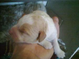 Vand 5 pui de lagotto romagnollo
