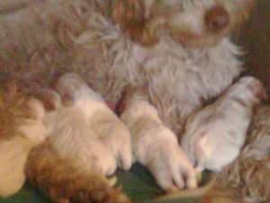 Vand 5 pui de lagotto romagnollo