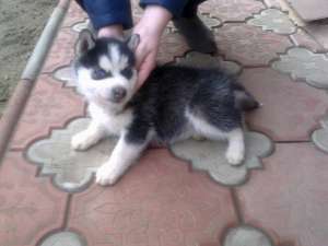 pui hasky
