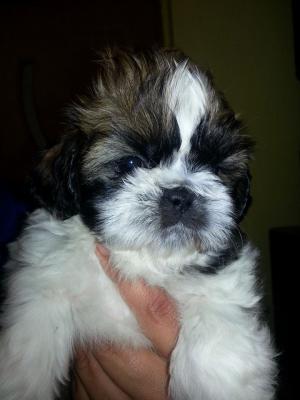vand catei shih-tzu