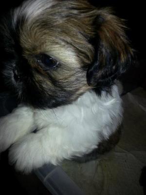 vand catei shih-tzu