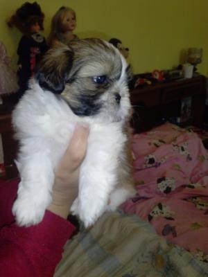 vand catei shih-tzu