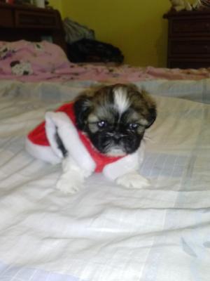 vand catei shih-tzu