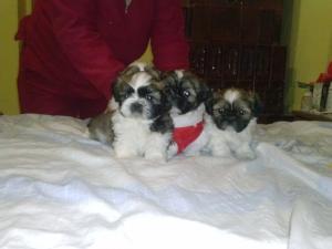 vand catei shih-tzu