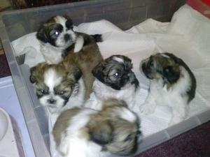 vand catei shih-tzu
