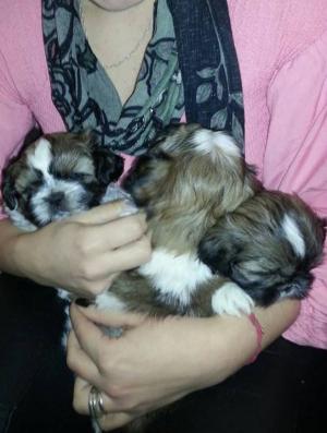 vand catei shih-tzu