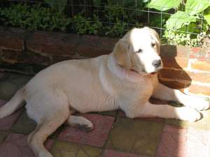 pierdut caine labrador  auriu talie mare