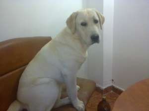pierdut caine labrador  auriu talie mare