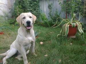 pierdut caine labrador  auriu talie mare
