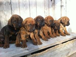 pui tosa inu cu pedigree