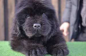 terra nova de vanzare cu pedigree