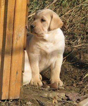 vand pui labrador cu pedigree