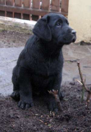 vand pui labrador cu pedigree