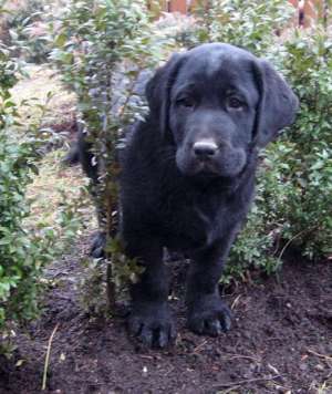 vand pui labrador cu pedigree