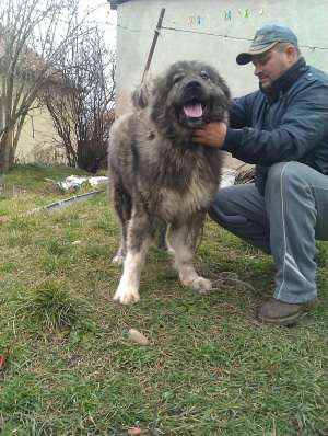 vand femela ciobanesc caucazian 10 luni