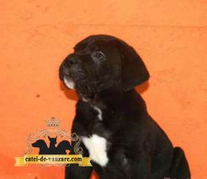 Catei Cane Corso de vanzare,  rasa pura