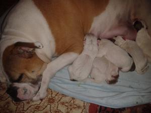 vand bulldog american