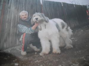 vand mioritici campioni-pret avantajos