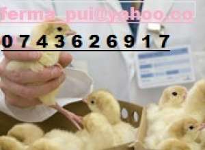 Pui gaina(oferta)