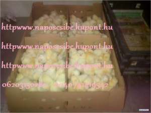 Pui gaina(oferta)