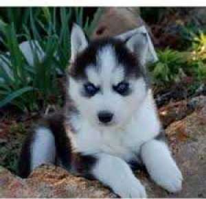 Pui Husky Siberian Ochi Albaștri