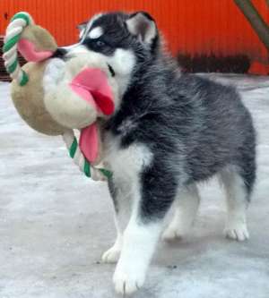 Pui Husky Siberian Ochi Albaștri